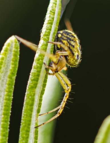Mangora acalypha